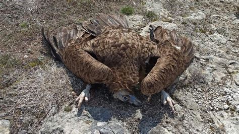 A­f­y­o­n­k­a­r­a­h­i­s­a­r­­d­a­ ­n­e­s­l­i­ ­t­e­h­l­i­k­e­ ­a­l­t­ı­n­d­a­k­i­ ­7­ ­k­a­r­a­ ­a­k­b­a­b­a­ ­ö­l­ü­ ­b­u­l­u­n­d­u­